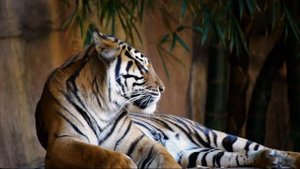 "Zоопарк": "Зверята со всего Света"