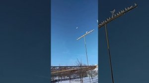 Голуби бакинские старой породы классика