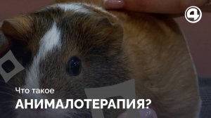 Животные-терапевты: как изменяют жизни морская свинка Нора и попугайчик Кира