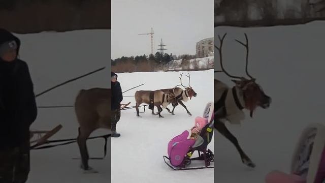 Сургут на оленях