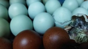 Вылупляются цыплята🐣Породы:  маран черное и голубое серебро, люйкеданьцзи, легбар, малин.