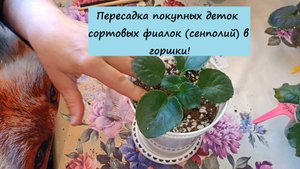 Пересаживаем наши новенькие деточки сортовых фиалок (сенполий) из маленьких стаканчиков в горшки!