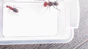 Camponotus angusticollis (China) vs Dinomyrmex gigas (Singapore) 12.06.2024
