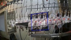 Счетчик тушек птицы на подвесном конвейере