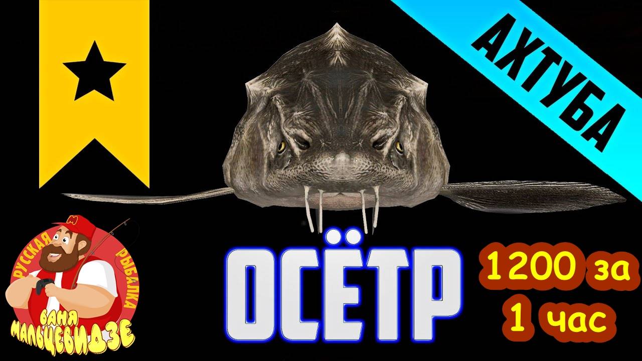 Безумный фарм на Осетре. 1200 серебра в час. Успевайте. Русская Рыбалка 4. смотреть онлайн