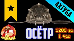 Безумный фарм на Осетре. 1200 серебра в час. Успевайте. Русская Рыбалка 4.