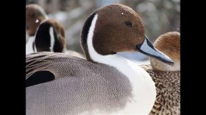 Шилохвость