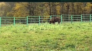 В Кавказском заповеднике живут крайне истощенные краснокнижные зубры