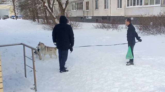 Играющие собаки смотреть онлайн