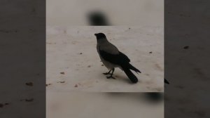 Как отличить пол молодой вороны? / How to tell the gender of a Young crow? Crow sounds