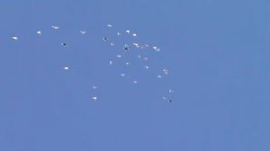 Утренний полет пермских голубей