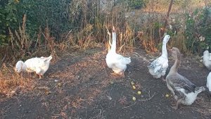 Холмогорские гуси!