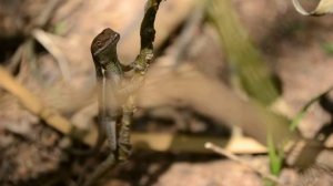 Anolis auratus en Bs-T Colombia