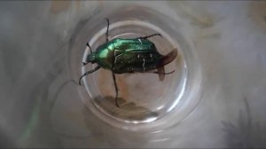 бронзовый жук жужжит