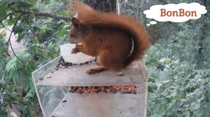Squirrel Drinks Water / Белочка Пьет Воду