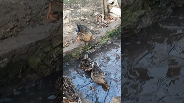 В пруду на даче!