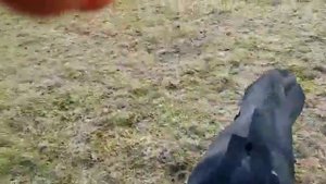 Ручной ворон садится на руку