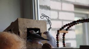 Амадины Чижик и Муха изучают домик для птиц