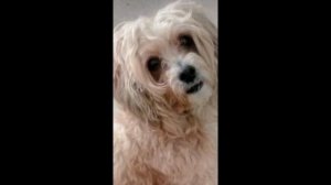 Китайская хохлатая пуховая, 6 лет!