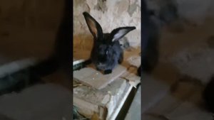 Фландер кролик