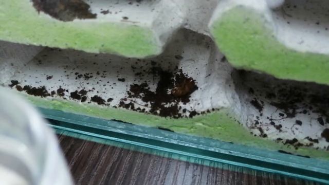 Harpegnathos venator охота на таракана