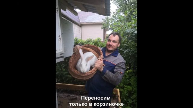 Кролики Удомля, Тверь. Белый Великан. Племенное поголовье