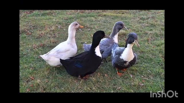 Утки мясного направления. Голубые фавориты.Лучшие!!!
