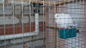 Смеющиеся горлицы