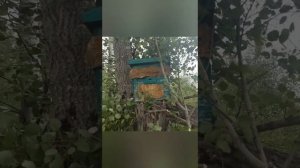 Подготовка и установка ловушек для ловли роев.