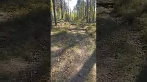 Юмор| В мире животных| Дроздов| Очень смешно