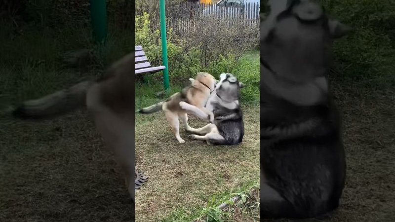 Брю с Ли. Бои продолжаются #хаски #щенок #собака #БрюликиЛиска #puppy #dog #funnydogs