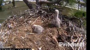 Video 2013 01 14 092841 SWFlorida Eagles Harriet leaves bonking by E1 Ozzie arrives