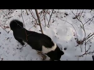 РУССКО - ЕВРОПЕЙСКАЯ ЛАЙКА ОХОТА1 день отпуска, часть 2