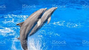 ringtone samsung over the horizon (2015)