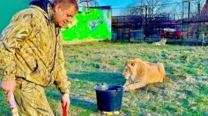 Снова ТЕПЛО и Олег Зубков идет ко львам, нужно убрать и пообщаться с молодым прайдом!