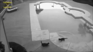 Street or Hidden cameras. Top 20 records. Surprising or crazy...  recutted by vagotanulo