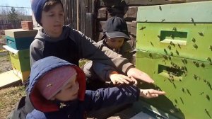 Добрые пчёлы