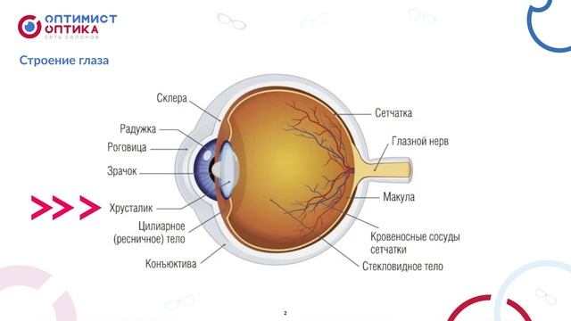 Строение глаза