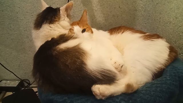 Котосемья. Ванюша и Манюня лежат сердечком.