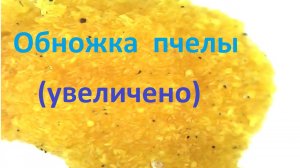 Пчелки понемножку несут обножку