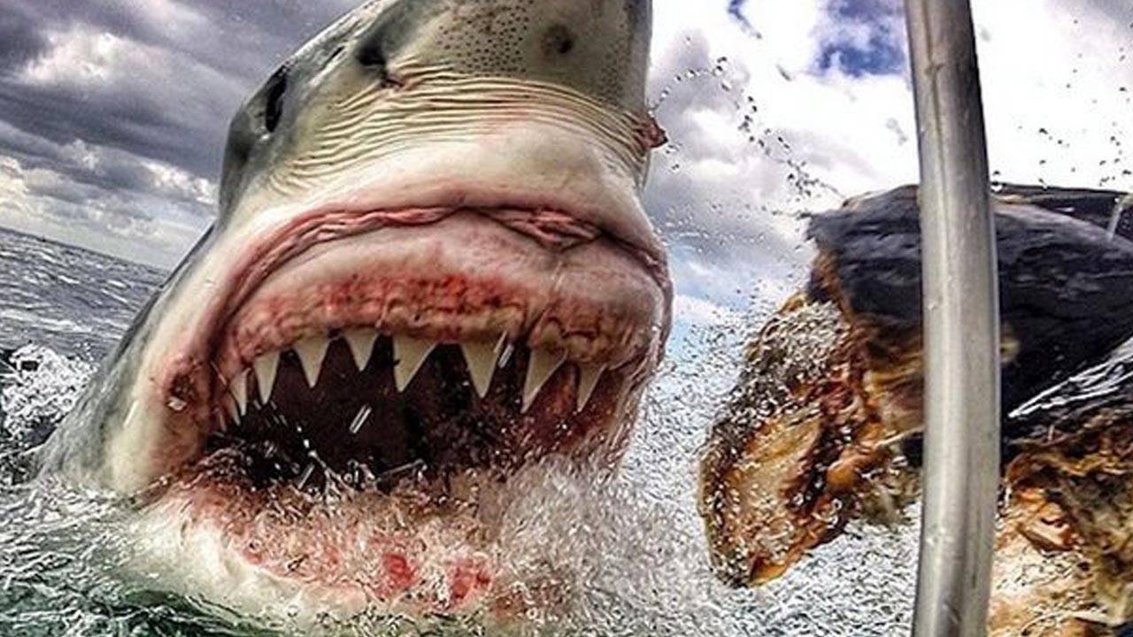 Акула нападает на катер. смотреть онлайн