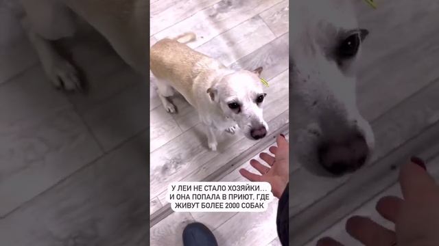 Лея ищет дом 🐾