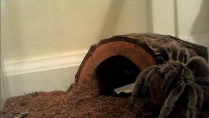 Tarantula vs Bee Reverse Takedown