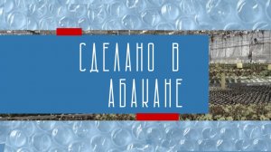 Микрозелень: полезно, доступно, выращено в Абакане.