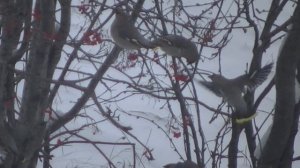 Свиристели