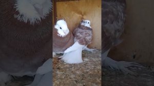 ВЕРТЯЧКА У ГОЛУБЕЙ😢😔