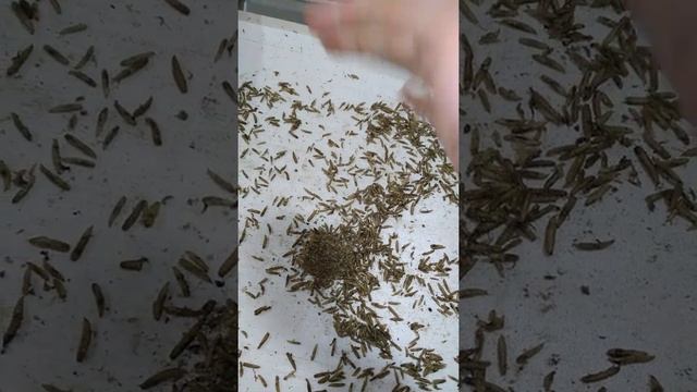 сущенная чёрная львинка протеиновый корм для ваших питомцев #black #soldierfly