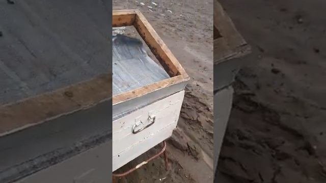 Продаются пчелы. Рязанская область, г. Спасск-Рязанский