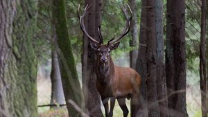 Беловежская Пуща -  в нашем исполнении.