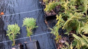 Продажа растений. Бронирование на весну 2025. Сылки в описании